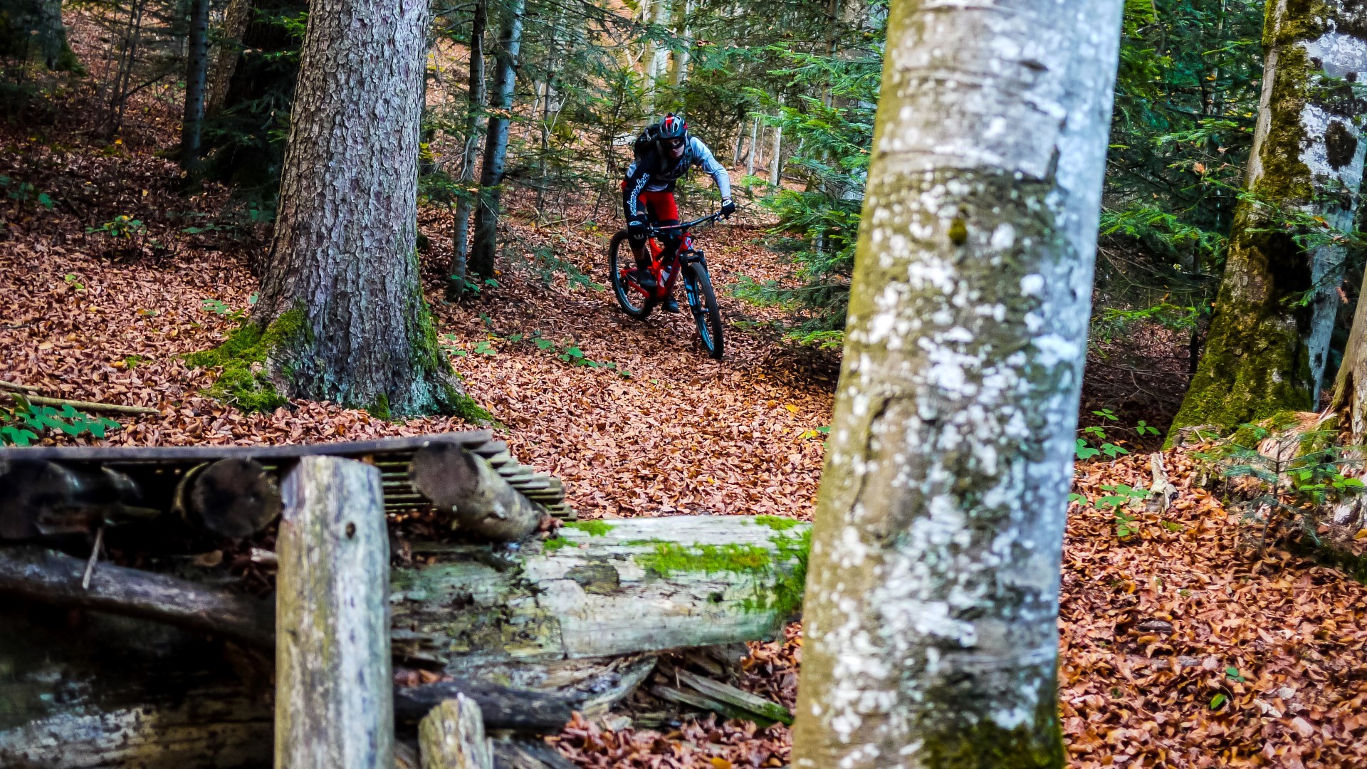 Red Leaves Day, journée de clôture 2017 Red Leaves Day, journée de clôture 2017